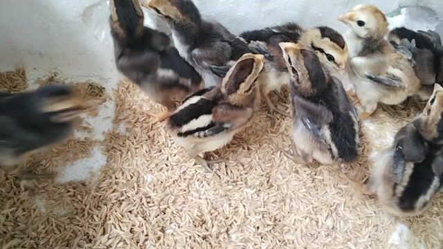Gà chọi con Nhiều màu. Mua bán Gà tại Huyện Đông Sơn Thanh Hóa được đăng bởi Gà Đòn Đông Lĩnh hình 1