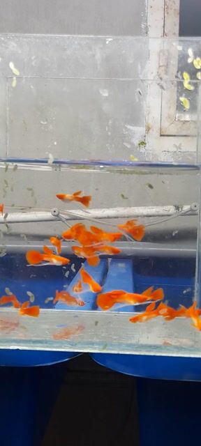 Cá bảy màu Koi Red đỏ. Mua bán Thú cưng khác tại Quận Hải Châu Đà Nẵng được đăng bởi Đen black hình 1