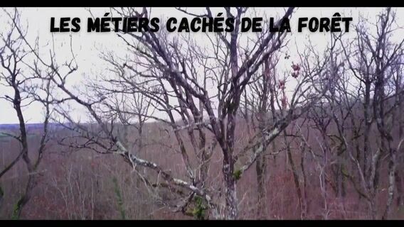 Les métiers cachés de la Forêt