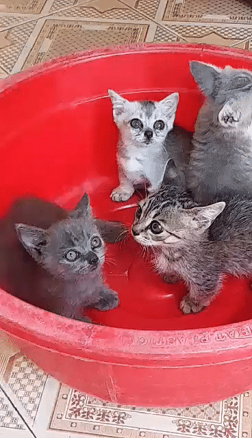 Mèo Anh lông ngắn. Mua bán Mèo tại Thành phố Nam Định Nam Định được đăng bởi Vũ Vân hình 1