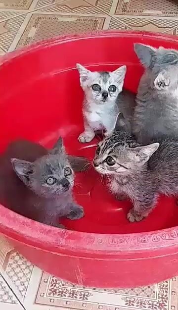 Mèo Anh lông ngắn. Mua bán Mèo tại Thành phố Nam Định Nam Định được đăng bởi Vũ Vân hình 1
