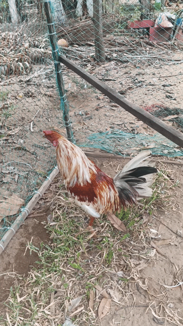 Gà tre 1.5kg Đực. Mua bán Gà tại Huyện Ba Tri Bến Tre được đăng bởi tường hình 1