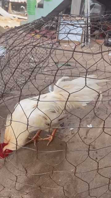 Gà chọi 2.2kg gà tơ không tật lỗi. Mua bán Gà tại Quận Tân Bình Tp Hồ Chí Minh được đăng bởi ko chín sáu bảy ko ko bốn bảy bảy một HUY hình 1