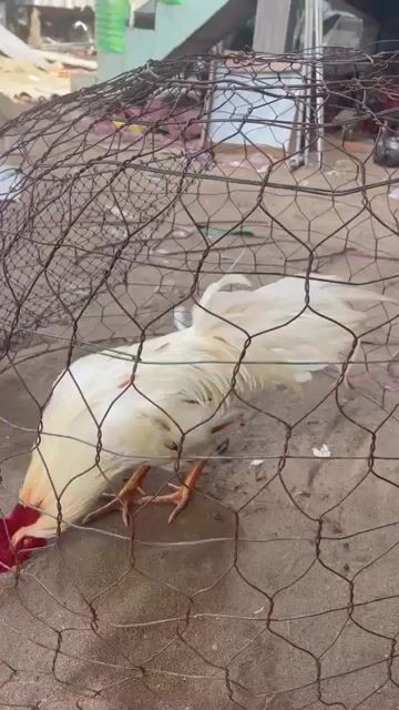 Gà chọi 2.2kg gà tơ không tật lỗi. Mua bán Gà tại Quận Tân Bình Tp Hồ Chí Minh được đăng bởi ko chín sáu bảy ko ko bốn bảy bảy một HUY hình 1