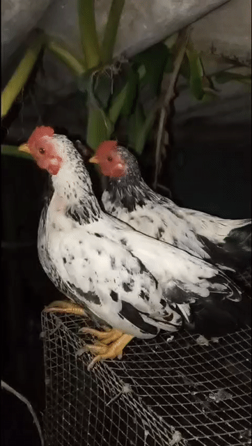 Thanh Lý Gà Tre Bắc Tơ trống 3.5 tháng chuối. Mua bán Gà tại Huyện Châu Thành Hậu Giang được đăng bởi Vu Le hình 1