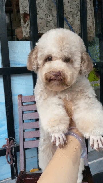 Bé gái sliver xám hồng siêu hiếm. Mua bán Chó tại Quận Phú Nhuận Tp Hồ Chí Minh được đăng bởi PET SHOP NẮNG hình 1