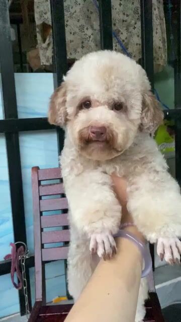 Bé gái sliver xám hồng siêu hiếm. Mua bán Chó tại Quận Phú Nhuận Tp Hồ Chí Minh được đăng bởi PET SHOP NẮNG hình 1