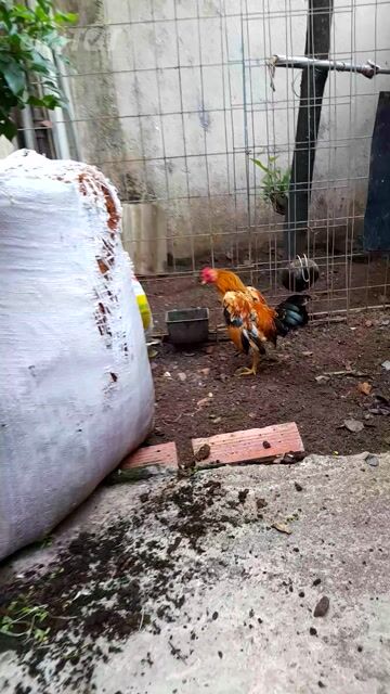 gà tre bắc. Mua bán Gà tại Huyện Trảng Bom Đồng Nai được đăng bởi Anh út  hình 1