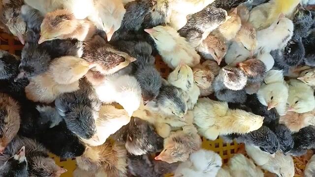 Gà Siu Mỹ Thái 7 ngày tuổi. Mua bán Gà tại Huyện Mỹ Tú Sóc Trăng được đăng bởi Tiền Gà  hình 1