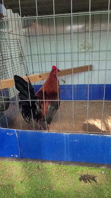 cặp gà tơ zin.nhà làm. Mua bán Gà tại Quận 8 Tp Hồ Chí Minh được đăng bởi Trong Nguyen hình 1