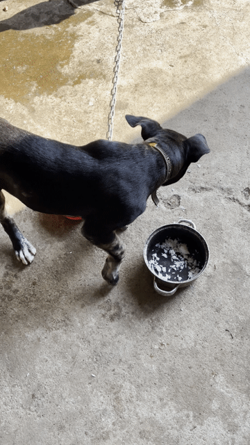 Chó Pitbull lai Rottweiler 4 tháng. Mua bán Chó tại Huyện Tân Phú Đồng Nai được đăng bởi Vinh Store hình 1