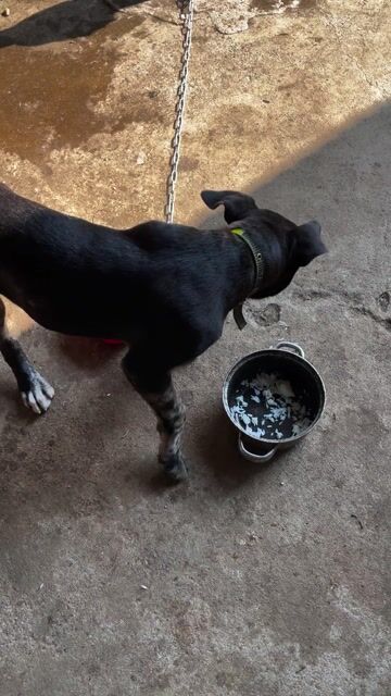 Chó Pitbull lai Rottweiler 4 tháng. Mua bán Chó tại Huyện Tân Phú Đồng Nai được đăng bởi Vinh Store hình 1