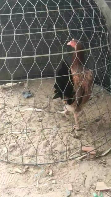 Mái điều chân trắng. Mua bán Gà tại Huyện Vĩnh Hưng Long An được đăng bởi Văn Sơn  hình 1