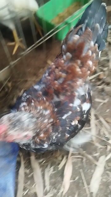 Gà cảnh Điều bông. Mua bán Gà tại Huyện Bến Lức Long An được đăng bởi Võ Đức hình 1