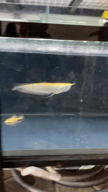 Ngân Long Albino 25-26cm. Mua bán Thú cưng khác tại Huyện Bình Chánh Tp Hồ Chí Minh được đăng bởi Minh Phúc  hình 1