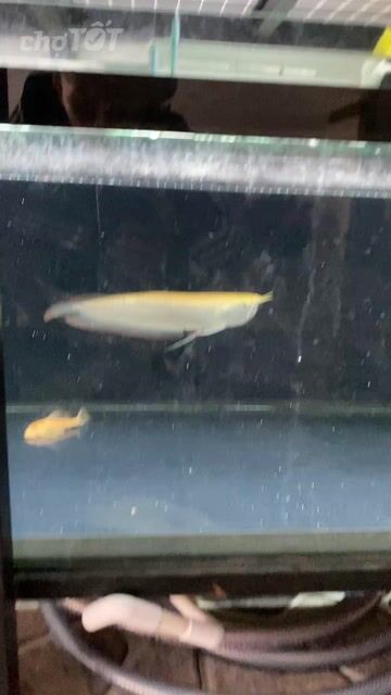 Ngân Long Albino 25-26cm. Mua bán Thú cưng khác tại Huyện Bình Chánh Tp Hồ Chí Minh được đăng bởi Minh Phúc  hình 1