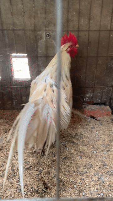Gà nọc 3,8kg Khỏe mạnh. Mua bán Gà tại Huyện Mỏ Cày Bắc Bến Tre được đăng bởi Nguyen hình 1