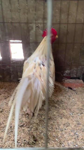 Gà nọc 3,8kg Khỏe mạnh. Mua bán Gà tại Huyện Mỏ Cày Bắc Bến Tre được đăng bởi Nguyen hình 1