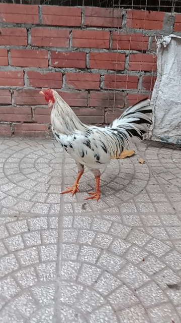 Gà chọi Cuban Mỹ đực 1kg420. Mua bán Gà tại Huyện Long Hồ Vĩnh Long được đăng bởi Nguyen Trong Hieu hình 1