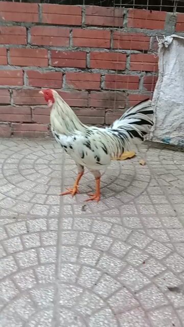 Gà chọi Cuban Mỹ đực 1kg420. Mua bán Gà tại Huyện Long Hồ Vĩnh Long được đăng bởi Nguyen Trong Hieu hình 1