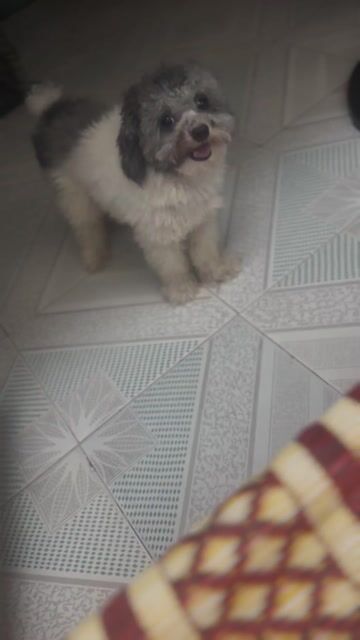 Chó Poodle đực đã tiêm phòng. Mua bán Chó tại Quận Đống Đa Hà Nội được đăng bởi Mỹ Dungg hình 1