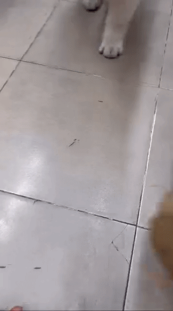 Chó Samoyed cái 3 tháng. Mua bán Chó tại Quận 1 Tp Hồ Chí Minh được đăng bởi Hân hình 1