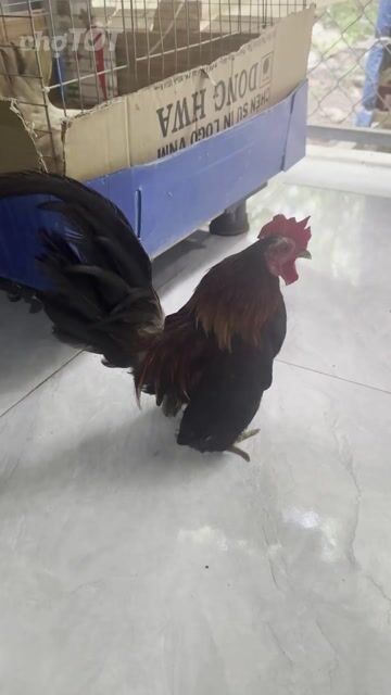 Gà cảnh khỏe mạnh màu Đen, Đỏ, Nâu. Mua bán Gà tại Huyện Chơn Thành Bình Phước được đăng bởi minh long hình 1