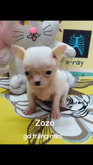 Chó Chihuahua Trắng Cái Mini 2 tháng. Mua bán Chó tại Quận 8 Tp Hồ Chí Minh được đăng bởi Chihuahua nhà ZoZo hình 1