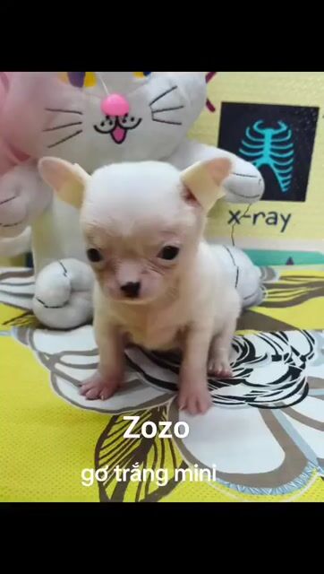 Chó Chihuahua Trắng Cái Mini 2 tháng. Mua bán Chó tại Quận 8 Tp Hồ Chí Minh được đăng bởi Chihuahua nhà ZoZo hình 1