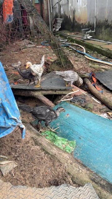 peru rac 2th. Mua bán Gà tại Huyện Củ Chi Tp Hồ Chí Minh được đăng bởi tâm hình 1