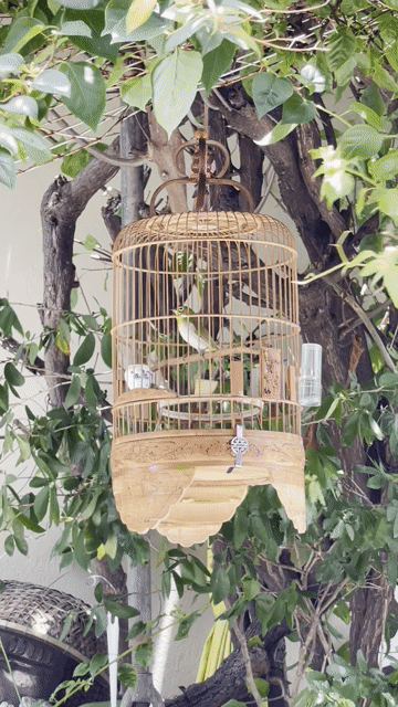 Chim Khuyên 1 mùa Dạn 80. Mua bán Chim tại Quận Hải Châu Đà Nẵng được đăng bởi Rô hình 1