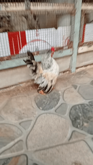 Gà Sema 6 tháng Chuối tơ. Mua bán Gà tại Thành phố Sóc Trăng Sóc Trăng được đăng bởi hải p3 hình 1