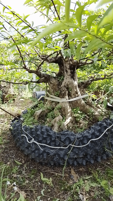 Chậu cây cảnh Gỗ Nâu, Xanh lá trang trí. Mua bán Cây cảnh, đồ trang trí tại Thành phố Cao Lãnh Đồng Tháp được đăng bởi Anh Huy hình 1