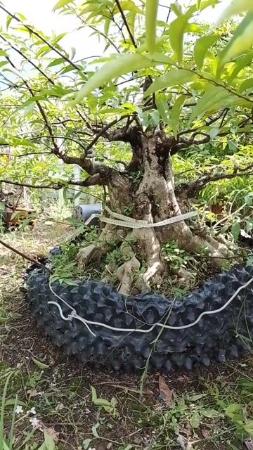 Chậu cây cảnh Gỗ Nâu, Xanh lá trang trí. Mua bán Cây cảnh, đồ trang trí tại Thành phố Cao Lãnh Đồng Tháp được đăng bởi Anh Huy hình 1