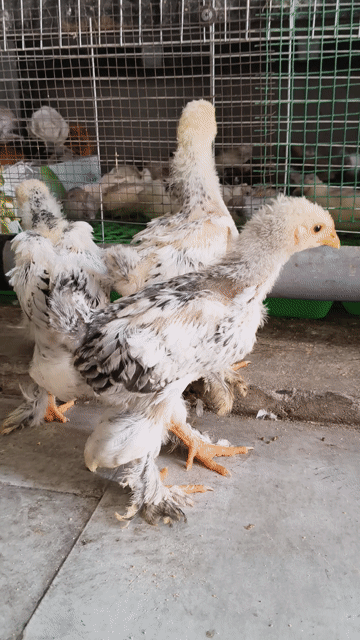 3 Gà Brahma Kỳ Lân khổng lồ . Mua bán Gà tại Quận 12 Tp Hồ Chí Minh được đăng bởi Gà Kiểng Sài Gòn  hình 1