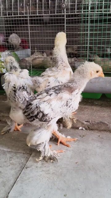 3 Gà Brahma Kỳ Lân khổng lồ . Mua bán Gà tại Quận 12 Tp Hồ Chí Minh được đăng bởi Gà Kiểng Sài Gòn  hình 1