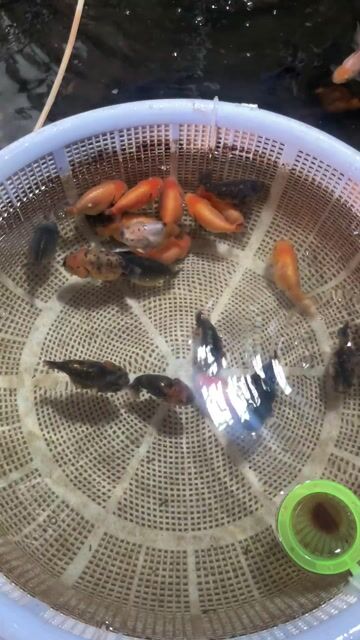 Cá vàng Ranchu 2n+ Hàng mình đã lọc kĩ. Mua bán Thú cưng khác tại Huyện Cờ Đỏ Cần Thơ được đăng bởi MeCaVang VN hình 1