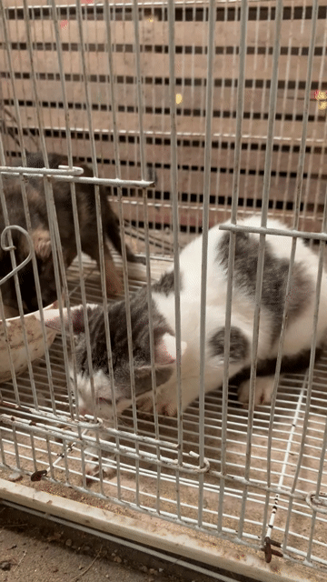 mèo khoang lai. Mua bán Mèo tại Huyện Vĩnh Linh Quảng Trị được đăng bởi Nguyễn Quang Hiếu hình 1