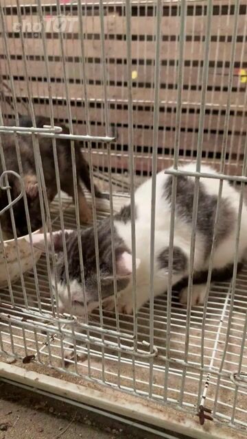 mèo khoang lai. Mua bán Mèo tại Huyện Vĩnh Linh Quảng Trị được đăng bởi Nguyễn Quang Hiếu hình 1