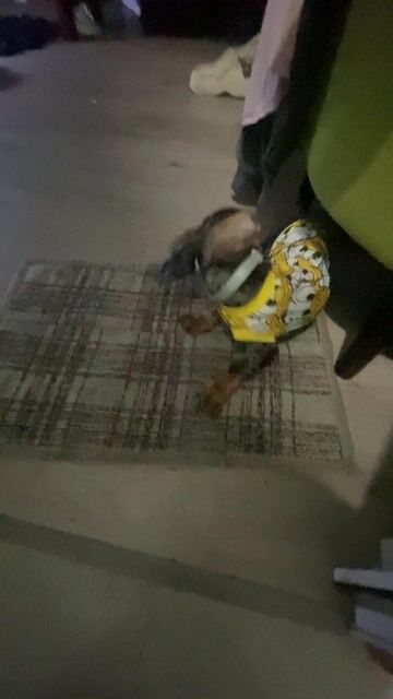 bé trai 4 tháng tuổi tìm nhà mới. Mua bán Chó tại Thành phố Vũng Tàu Bà Rịa - Vũng Tàu được đăng bởi Như Ý hình 1