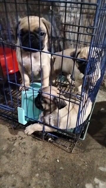 Chó Pug Vàng kem. Mua bán Chó tại Quận 8 Tp Hồ Chí Minh được đăng bởi A khoa hình 1