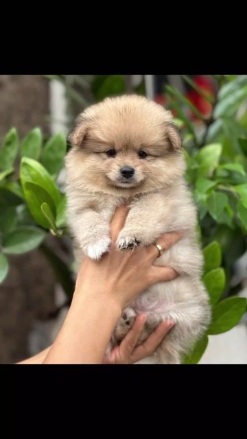 Phóc sóc thuần chủng đã vào vacxin đúng hình ảnh. Mua bán Chó tại Quận Bình Tân Tp Hồ Chí Minh được đăng bởi pom thuần chủng hình 1