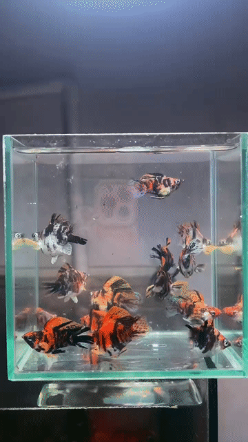 Cá Molly tiger 40k 1con. Mua bán Thú cưng khác tại Thành phố Thủ Đức Tp Hồ Chí Minh được đăng bởi TL hình 1