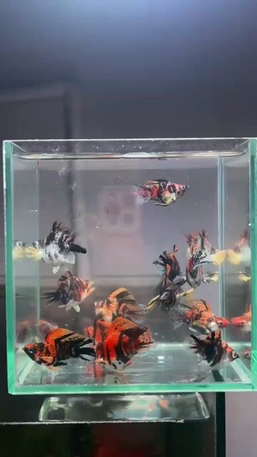 Cá Molly tiger 40k 1con. Mua bán Thú cưng khác tại Thành phố Thủ Đức Tp Hồ Chí Minh được đăng bởi TL hình 1