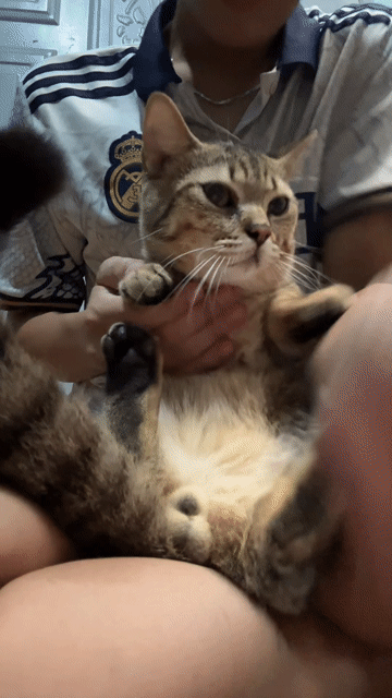 Tìm nhà mới cho 2 bé mèo 🐈. Mua bán Mèo tại Thành phố Thủ Dầu Một Bình Dương được đăng bởi Thành Đạt hình 1