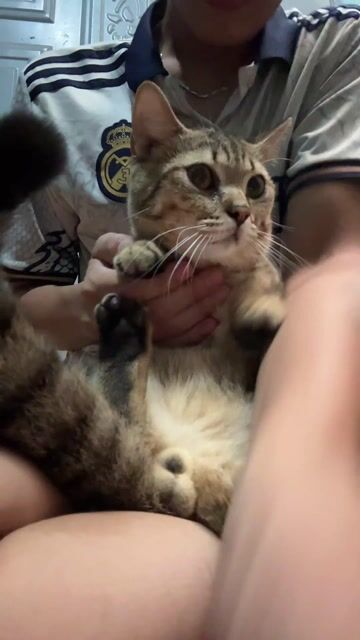 Tìm nhà mới cho 2 bé mèo 🐈. Mua bán Mèo tại Thành phố Thủ Dầu Một Bình Dương được đăng bởi Thành Đạt hình 1