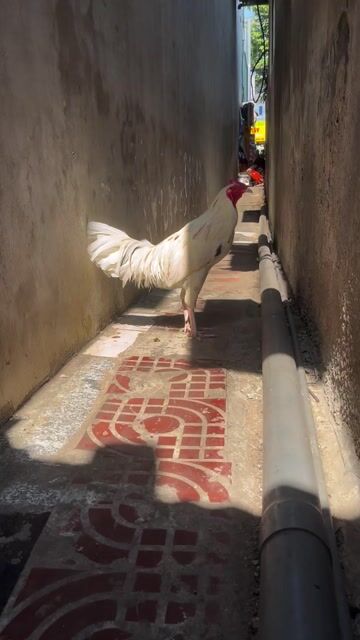 Gà Trắng Đực 2.6kg. Mua bán Gà tại Thị xã Tân Châu An Giang được đăng bởi Trâm Ngoc hình 1