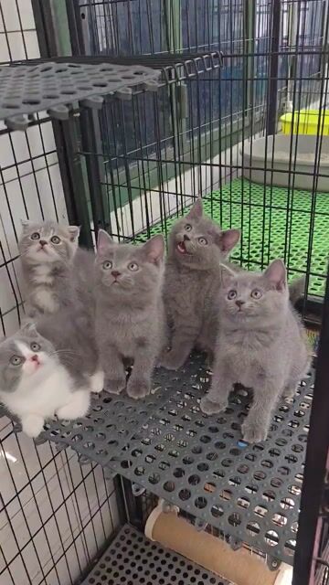 Mấy bé aln ngoan xinh iuuu tìm bame. Mua bán Mèo tại Quận 11 Tp Hồ Chí Minh được đăng bởi Ngọc Ngọc Meow hình 1