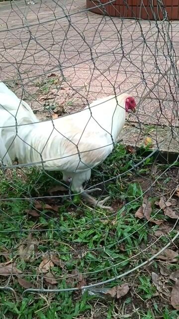 Gà Bướm chân xanh Sill Mỹ F1 mái 13 tháng. Mua bán Gà tại Quận Bình Tân Tp Hồ Chí Minh được đăng bởi Lê Duy Linh hình 1