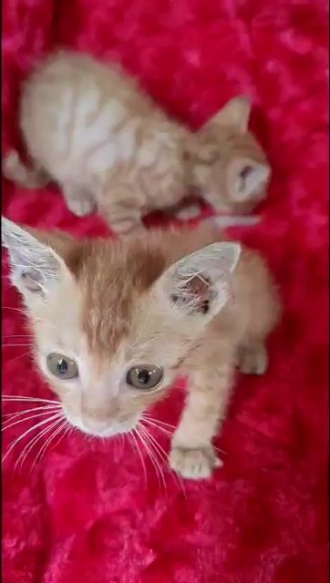 Tìm chủ Yêu thương mèo con Lai. Mua bán Mèo tại Huyện Bình Chánh Tp Hồ Chí Minh được đăng bởi Gia Long hình 1